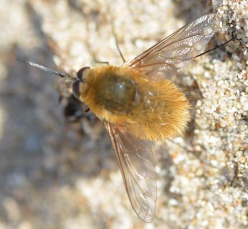 Réf. 327 249 : Systoechus sp.